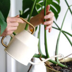 オフィスに置く観葉植物を管理するポイントは？プロに任せるメリットも