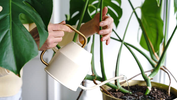 オフィスに置く観葉植物を管理するポイントは？プロに任せるメリットも