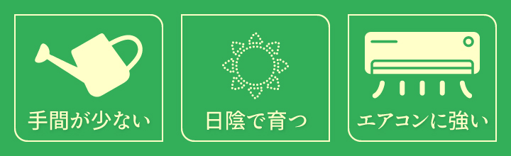 オフィスに設置して枯れない観葉植物の特徴