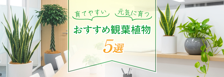 オフィスに設置して枯れない観葉植物5選