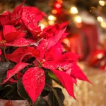 ツリーだけじゃない！ポインセチアや冬の観葉植物で彩るクリスマス空間