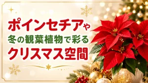 ツリーだけじゃない！ポインセチアや冬の観葉植物で彩るクリスマス空間