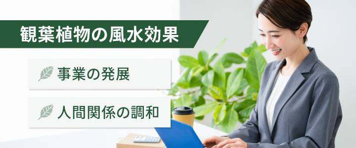 観葉植物の風水効果とは？