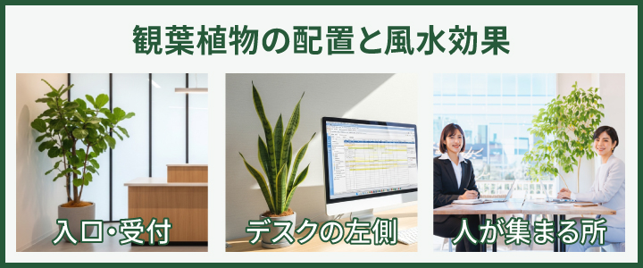風水で見るオフィス観葉植物の配置