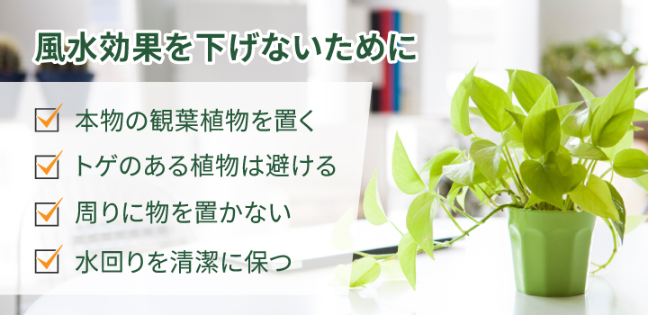 オフィスに観葉植物を置く上で風水効果を下げないための注意点