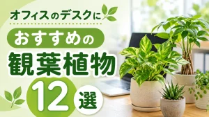 オフィスのデスクにおすすめの観葉植物12選｜選び方や注意点も紹介