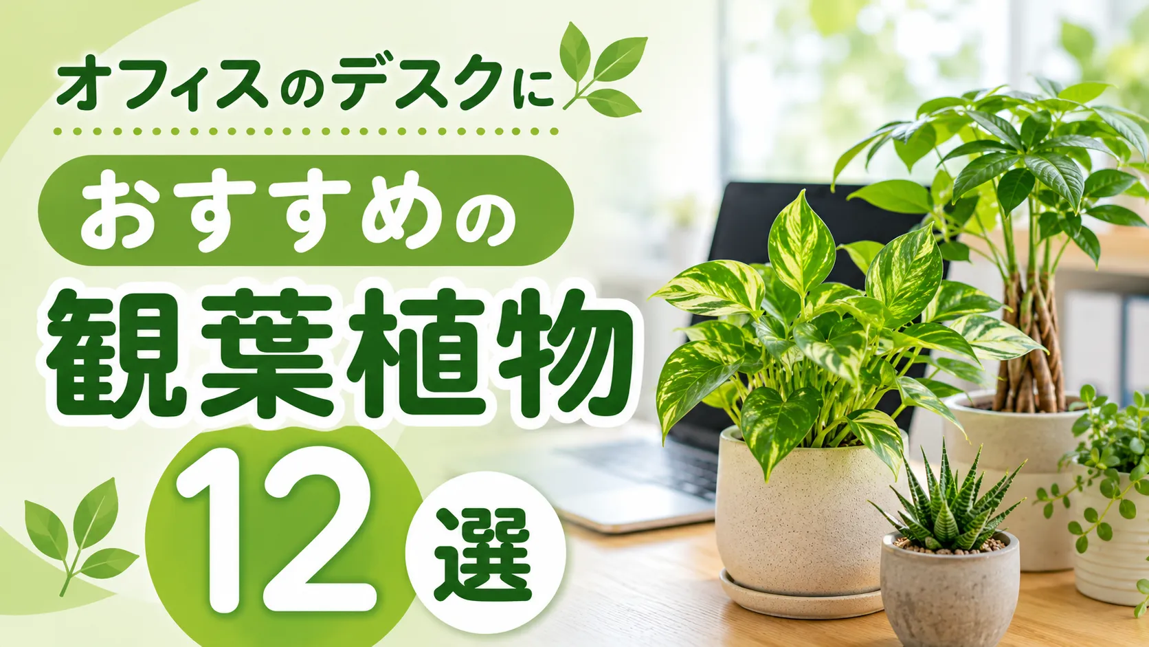 オフィスのデスクにおすすめの観葉植物12選｜選び方や注意点も紹介