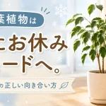 観葉植物は冬にお休みモードへ。休眠期の正しい向き合い方