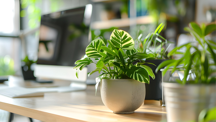 オフィスのデスクにおすすめの観葉植物12選｜選び方や注意点も紹介