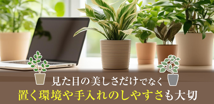 オフィスのデスクに置く観葉植物の選び方