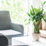 事務所に置く観葉植物のおすすめ10選｜選び方や置き方のポイントを解説