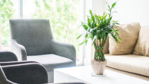 事務所に置く観葉植物のおすすめ10選｜選び方や置き方のポイントを解説