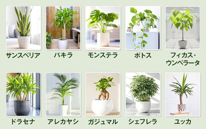 事務所におすすめの観葉植物10選