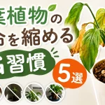 観葉植物の寿命を縮める「NG習慣」5選！今日からやめるべきこと