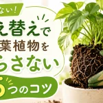 失敗しない！植え替えで観葉植物を枯らさない5つのコツとトラブル回避法