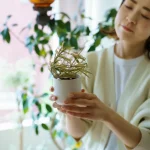 観葉植物の寿命を縮める「NG習慣」5選！今日からやめるべきこと