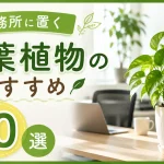 事務所に置く観葉植物のおすすめ10選｜選び方や置き方のポイントを解説