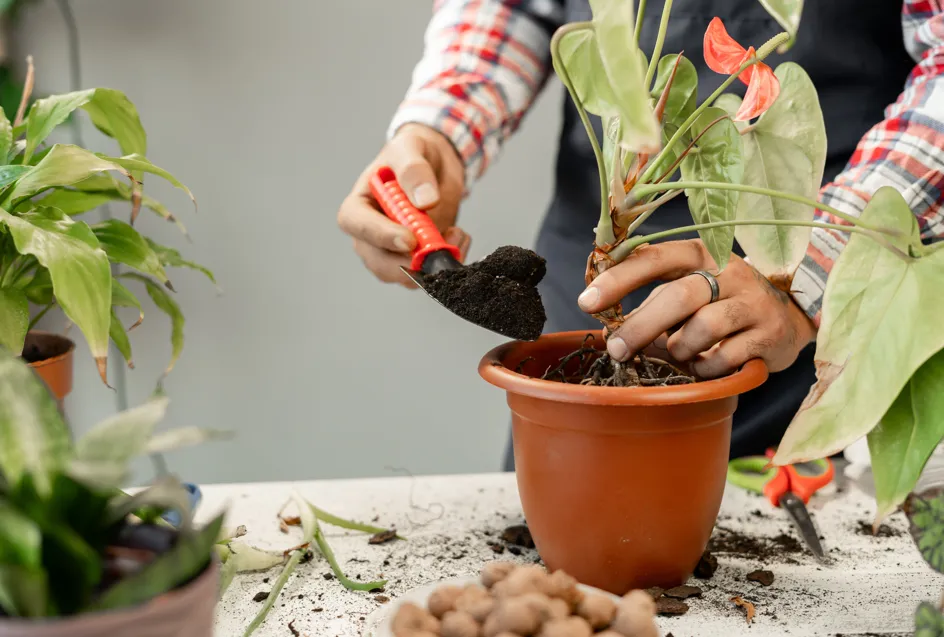 失敗しない！植え替えで観葉植物を枯らさない5つのコツとトラブル回避法