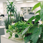 オフィスでの観葉植物のレイアウト8選!おしゃれに見せるコツも紹介