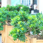 オフィス緑化の効果・メリットは?費用相場や成功のポイントも解説!