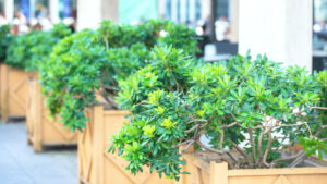 オフィス緑化の効果・メリットは？費用相場や成功のポイントも解説！