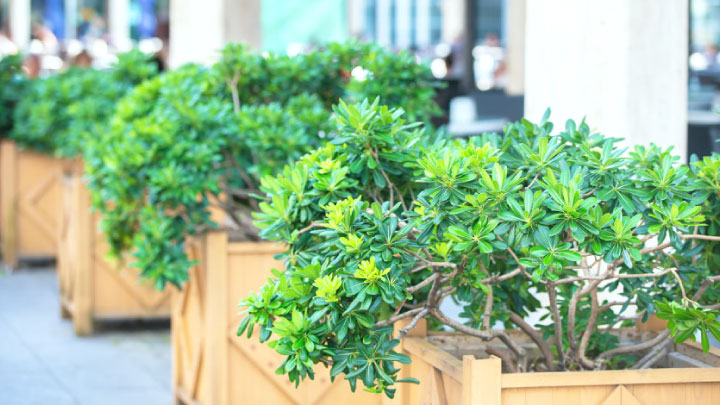 オフィス緑化の効果・メリットは？費用相場や成功のポイントも解説！
