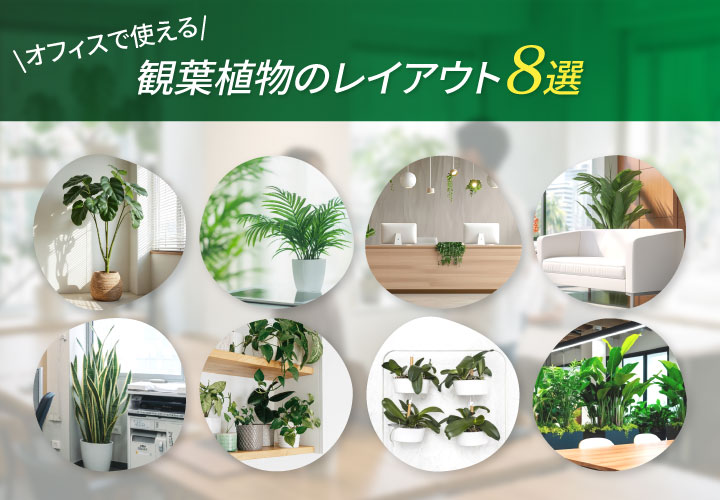 オフィスで使える観葉植物のレイアウト8選