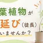 観葉植物が間延び（徒長）していませんか？ヒョロヒョロを防ぐための簡単ガイド