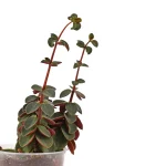 徒長する前に防ぐ！観葉植物の成長をコントロールする簡単な日常ケア習慣【初心者向け】