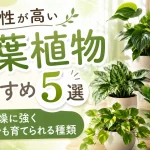耐陰性が高い観葉植物おすすめ5選｜日陰・乾燥に強くズボラでも育てられる種類