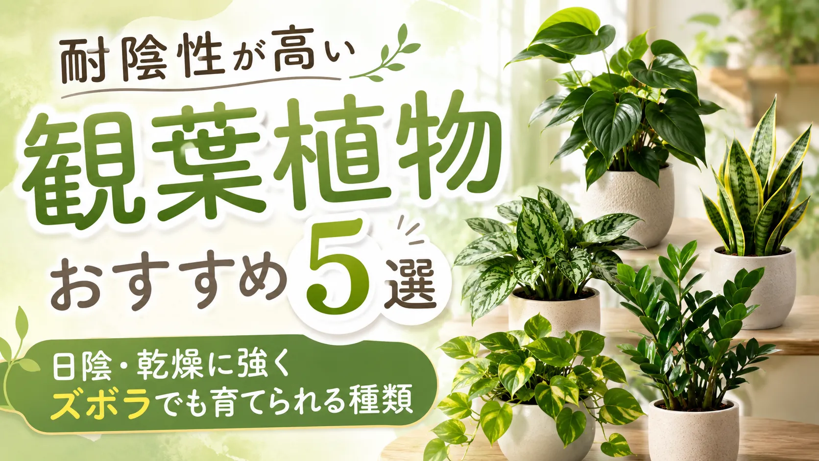 耐陰性が高い観葉植物おすすめ5選｜日陰・乾燥に強くズボラでも育てられる種類