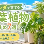 ベランダで育てる観葉植物おすすめ7選｜直射日光と雨に強い品種と夏の注意点