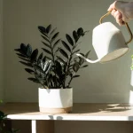 ダークリーフで部屋を格上げ｜個性的な葉色の観葉植物おすすめ5選