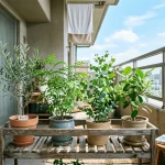 ベランダで育てる観葉植物おすすめ7選｜直射日光と雨に強い品種と夏の注意点