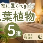 寝室に置くべき観葉植物5選|空気清浄・リラックス効果で睡眠の質を上げる