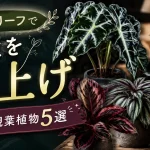 ダークリーフで部屋を格上げ｜個性的な葉色の観葉植物おすすめ5選