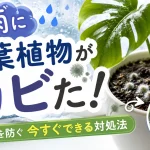 梅雨に観葉植物がカビた！根腐れを防ぐ今すぐできる対処法