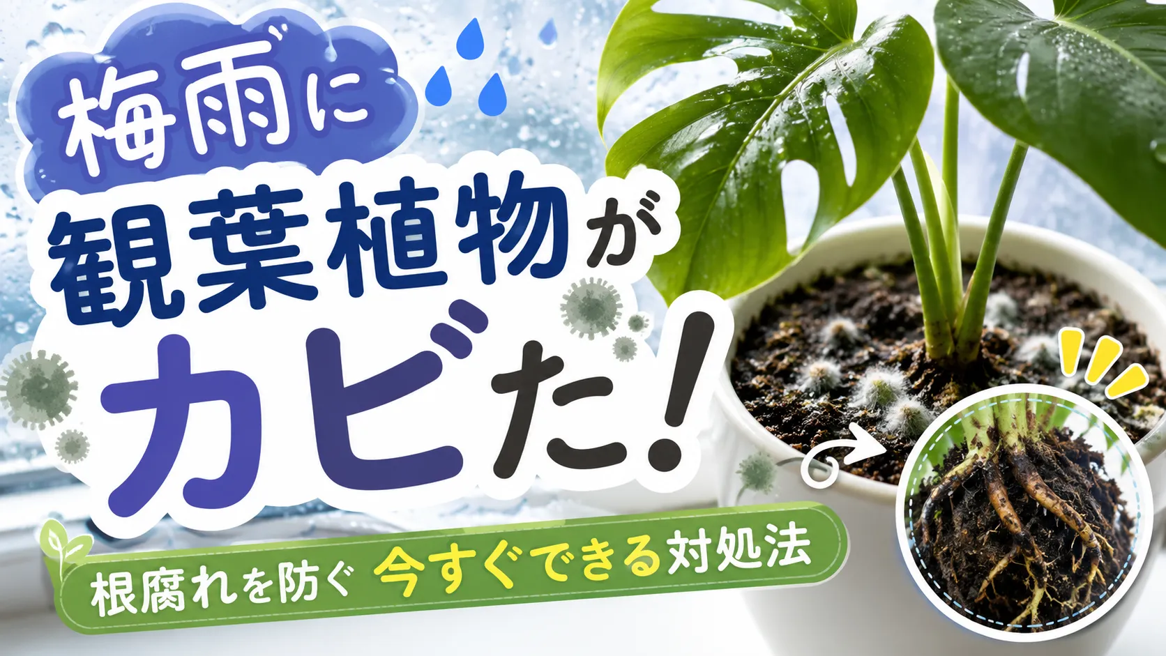 梅雨に観葉植物がカビた！根腐れを防ぐ今すぐできる対処法