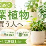 初めて観葉植物を買う人へ｜失敗しない選び方・置き場所・水やりの基本をすべて解説