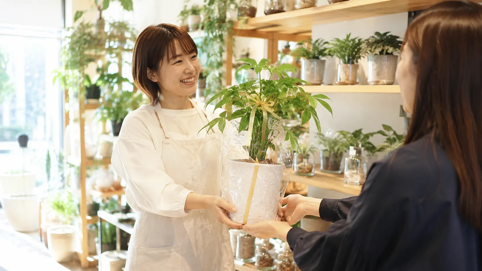 縁起のいい観葉植物ギフト完全ガイド｜開店・引越し・結婚など場面別おすすめ