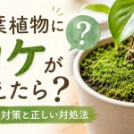 観葉植物にコケが生えたら?表土の苔対策と正しい対処法