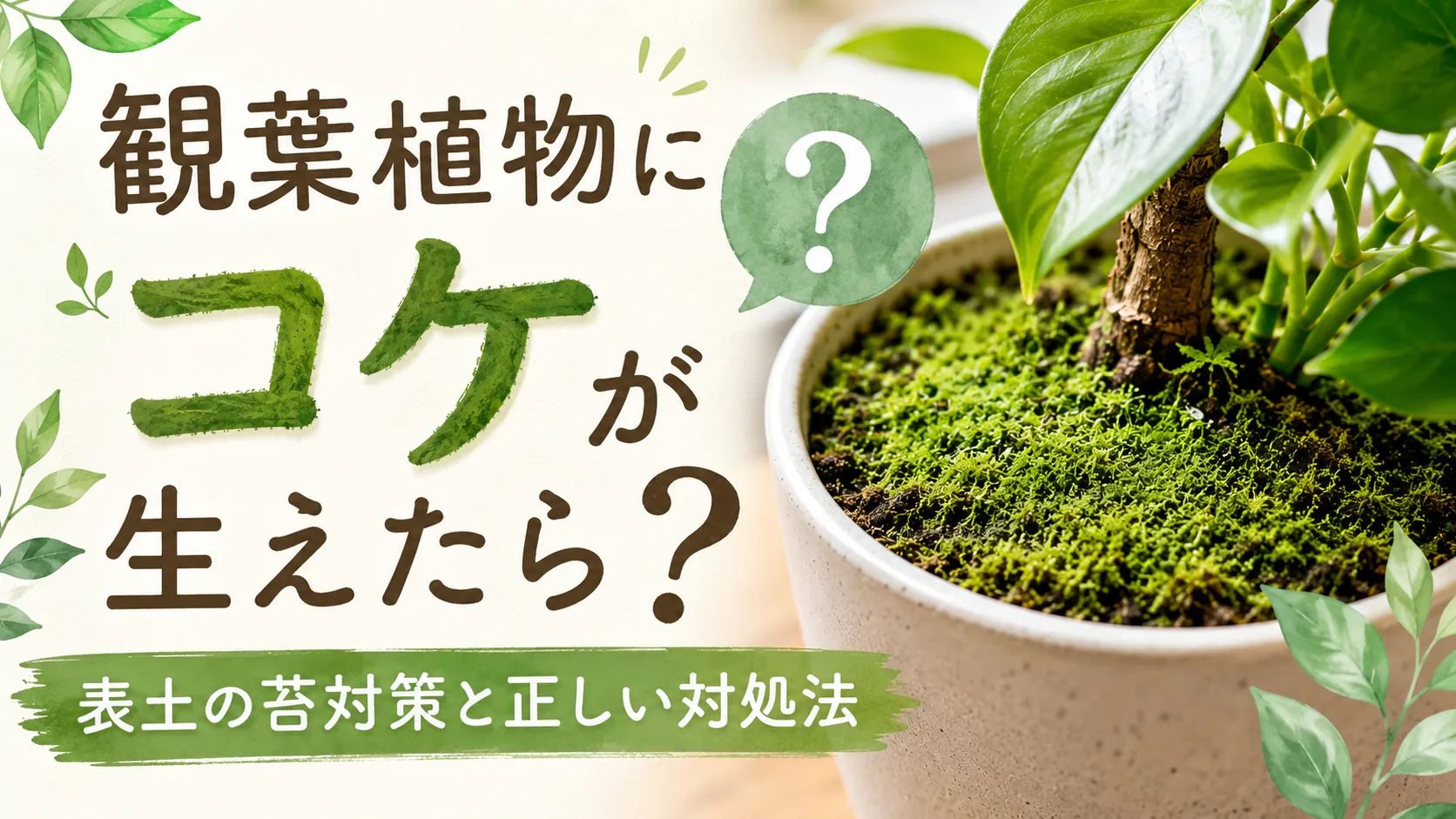 観葉植物にコケが生えたら？表土の苔対策と正しい対処法