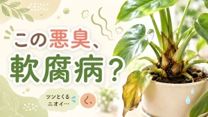 観葉植物の悪臭は軟腐病のサイン？根腐れとの違いと見分け方