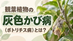観葉植物の灰色かび病（ボトリチス病）とは？秋冬に増える原因と対処法